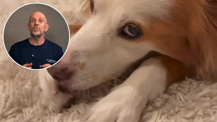 Dr. Douglas Bonavito e um cão lambendo a pata