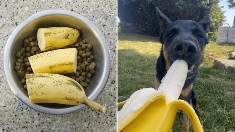 Banana na tigela de ração e um cão comendo banana