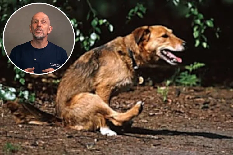Dr. Douglas Bonavito e um cão