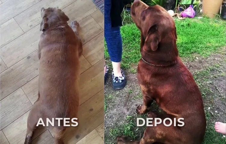 Labrador marrom antes e depois