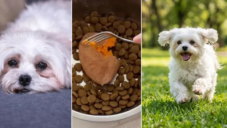 O cão abatido, a tigela e o cão correndo de novo
